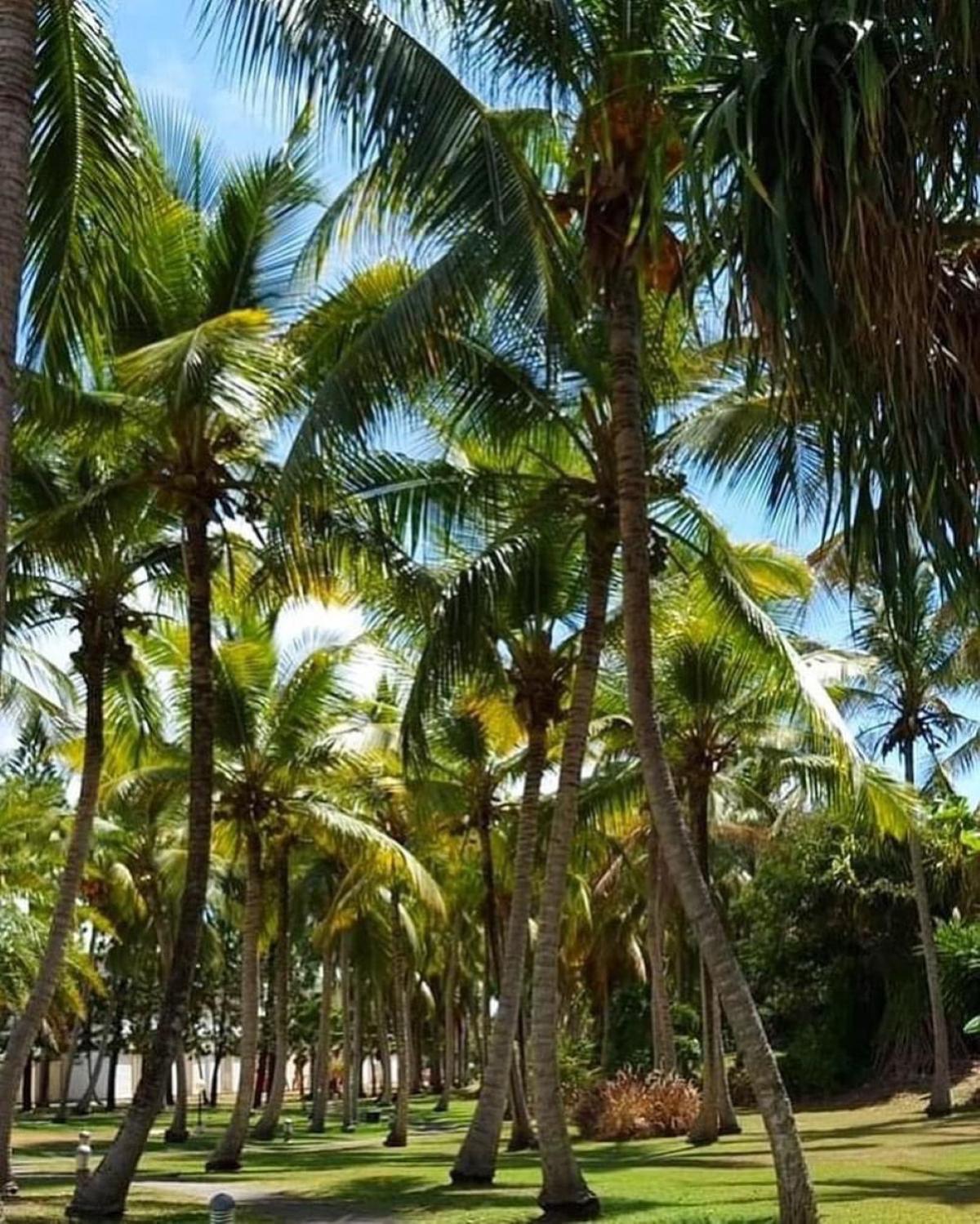 Studio Mojito Vue Mer,Piscine Avec Cuve Eau Et Acces Plage Et Piscine Anse Des Rochers Saint-Francois  Ngoại thất bức ảnh